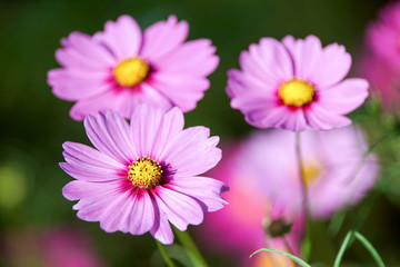 Fototapeta premium コスモスの花