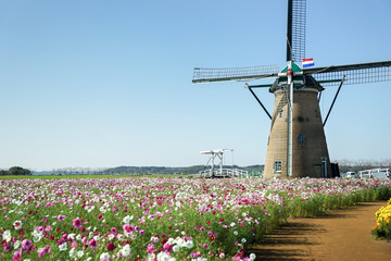 風車とコスモス