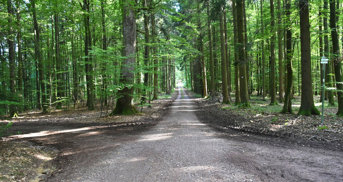 waldweg