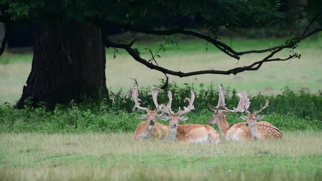 Damhirsche schlafen auf Sommerwiese, 