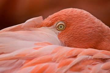 Red flamingo portrait