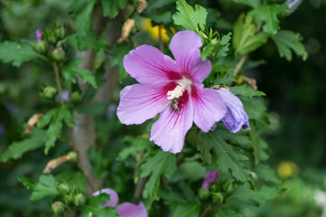 Obraz premium purple flowers blooming