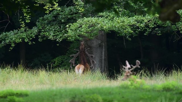 Rothirsch rupft Bl&auml;tter vom Baum, Sommer