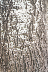 Tree bark texture      - 166810188
