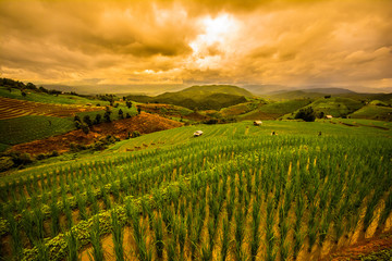 Fototapeta premium Landscape of green rice fields, Located pabongpiang at maejam, Chiangmai, Thailand.