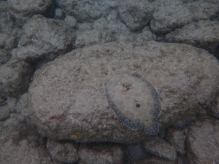 Guadeloupe - Malendure - Caraïbes