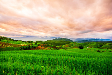 Landscape of green rice fields, Located pabongpiang at maejam, Chiangmai, Thailand.