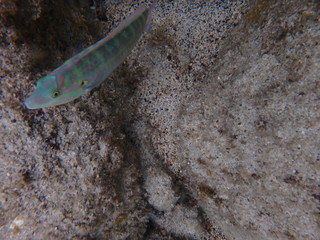 Guadeloupe - Malendure - Caraïbes