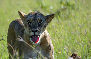 Lioness, ( Panthera leo ), looking at camera, standing in green grass, with tongue showing and just showing dead inpala from an earlier kill. Masai Mara, Kenya, Africa