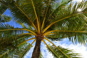 Obraz premium Palm tree leaves with sky in background - Upward Shot