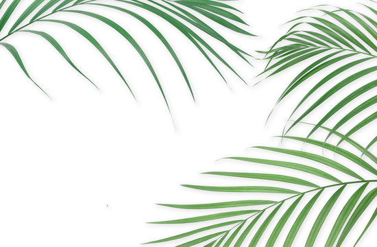Tropical palm leaves on white background. Minimal nature. Summer Styled.  Flat lay. Image is approximately 5500 x 3600 pixels in size