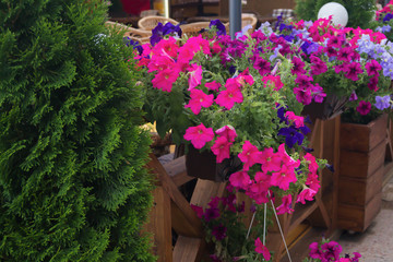 Fototapeta na wymiar Thuja, pink and purple petunia flowers in the wooden pots