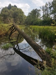 Fototapeta na wymiar Drzewo w wodzie