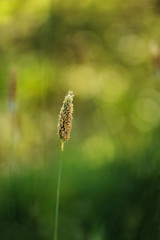 Timothy Grass with green and yellow Bokeh Background