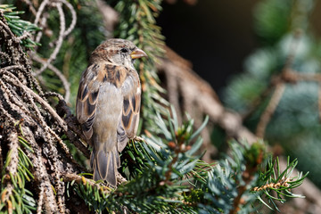 Junger Haussperling