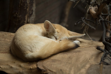 fennec fox