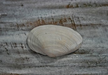 The white seashell lying on the wooden plank