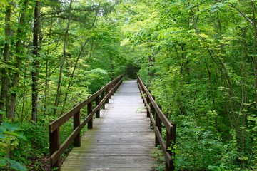 The wood bridge in the forest and in the park.
