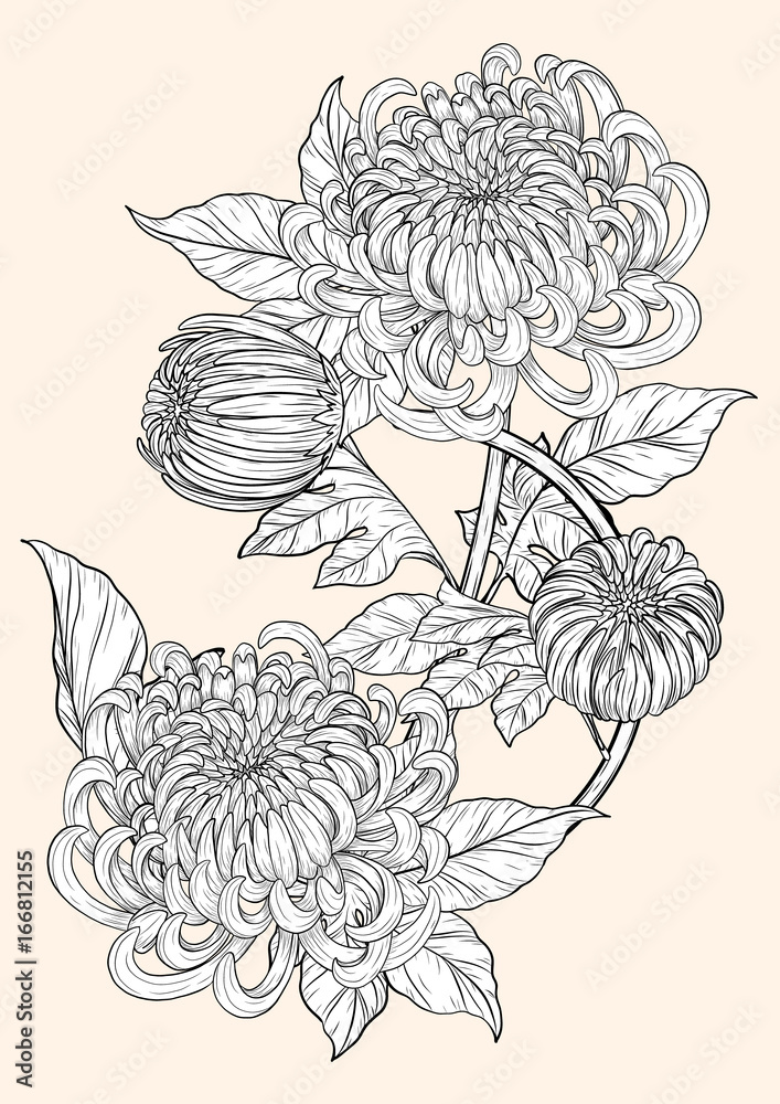 Wall mural chrysanthemum vector on brown background.chrysanthemum flower by hand drawing.floral tattoo highly d