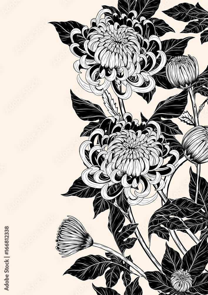 Wall mural chrysanthemum vector on brown background.chrysanthemum flower by hand drawing.floral tattoo highly d