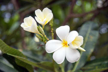 Fototapeta premium plumeria flower with green nature background