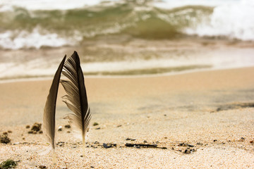 Sea coast with incoming waves and two feathers pierce in ywlloq beach sand. Bright and calm summer vacation photo © Tatahnka