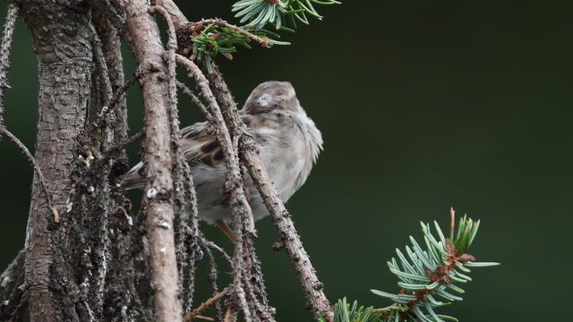 Junger Haussperling