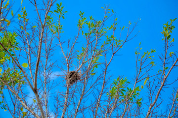 Bird's nest  on branch with blue sky background 
