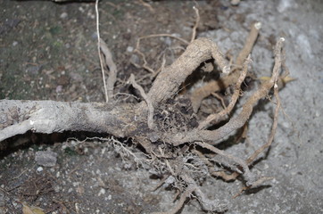 Dead fallen tree