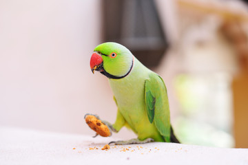 parrot eating biscuit