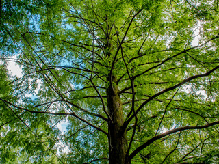 メタセコイア並木道