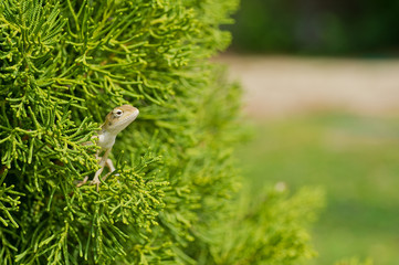 Lizard