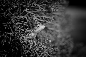 Lizard