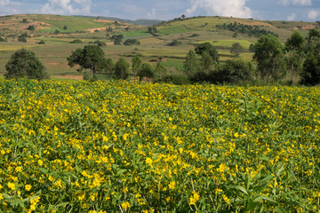 Fototapeta premium Canola field