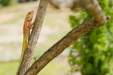 Lizard