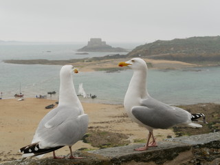 Fototapeta premium Goélands à Saint-Malo