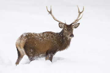 Red deer standing in deep snow