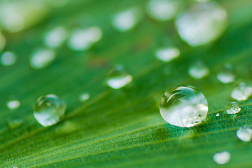 droplet water on leave background