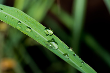 droplet water on leave background
