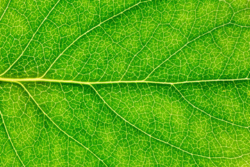 Green leaf. Extreme close up shot.