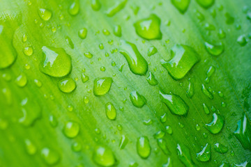 droplet water on leave background