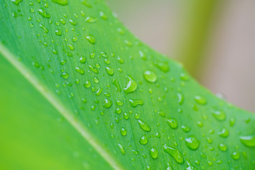 droplet water on leave background