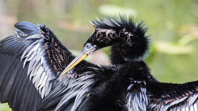 Anhinga portrait (Anhinga anhinga), Everglades National Park, Florida