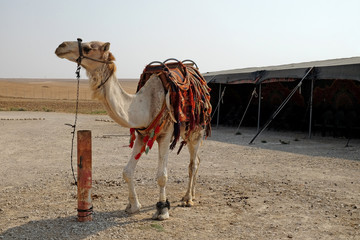 Male dromedary camel