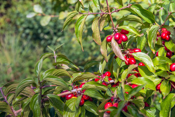 Ripening Cornelian cherry fruits from close