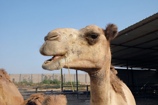 Camels eat hay