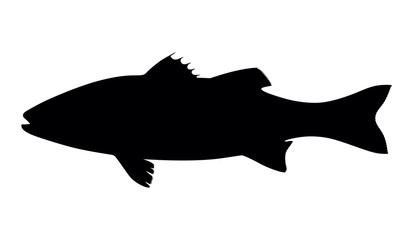 silhouette fish seabass on white background, vector illustration - 166816377