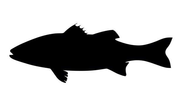 silhouette fish seabass on white background, vector illustration