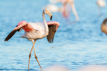 Fototapeta na wymiar Flamingo mit ausgespreizten Flügeln