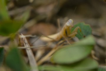 Kleine Gottesanbeterin zwischen Gräsern